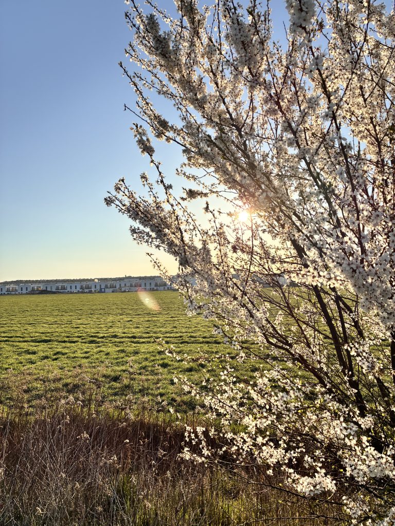 Zielone tereny i otwarta przestrzeń w okolicy Wojszyc we Wrocławiu, w pobliżu inwestycji Pawia Odnowa