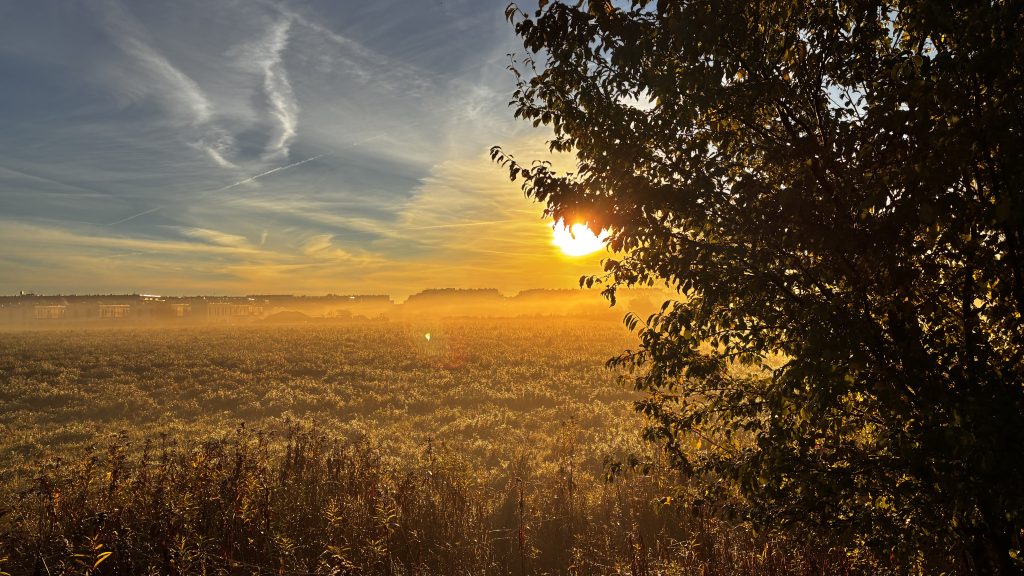 Widok na Zielony Klin Wojszycki w pobliżu inwestycji Pawia Odnowa we Wrocławiu