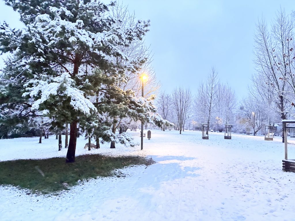 Zaśnieżona alejka i zieleń w Parku Wojszyce we Wrocławiu, w pobliżu inwestycji Pawia Odnowa