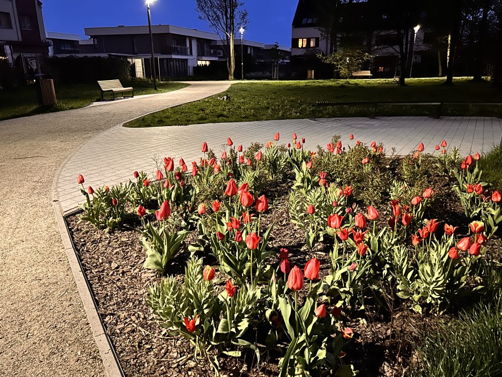 Kwietnik z tulipanami przy inwestycji Pawia Odnowa na Wojszycach we Wrocławiu